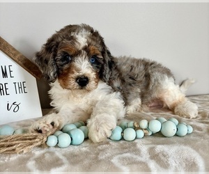 Miniature Bernedoodle-Poodle (Miniature) Mix Puppy for sale in INDIANAPOLIS, IN, USA