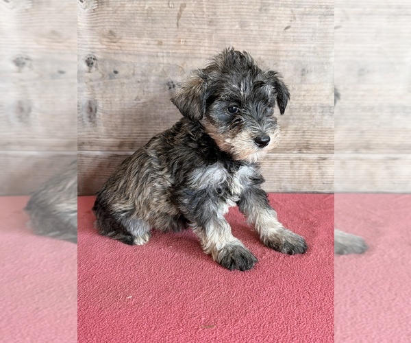 Medium Photo #11 Schnauzer (Miniature) Puppy For Sale in VERMONTVILLE, MI, USA
