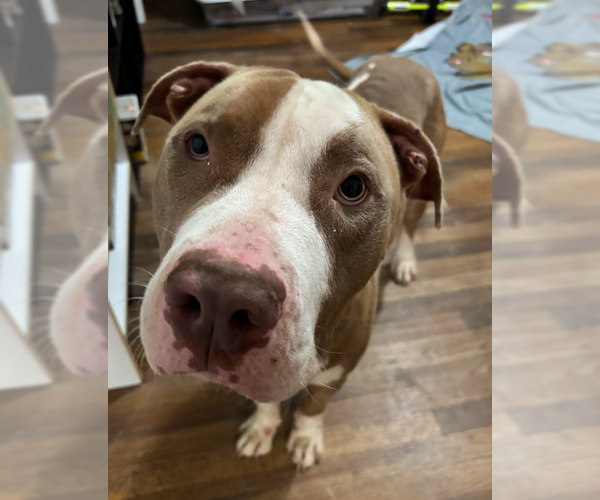 Medium Photo #4 American Bulldog-American Staffordshire Terrier Mix Puppy For Sale in Decatur, GA, USA