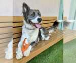 Small #2 Border Collie