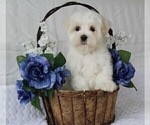 Small Photo #8 Maltese Puppy For Sale in ROCK STREAM, NY, USA