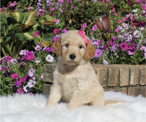 Medium Goldendoodle