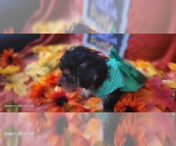 Medium Photo #6 Yorkshire Terrier Puppy For Sale in AKRON, OH, USA