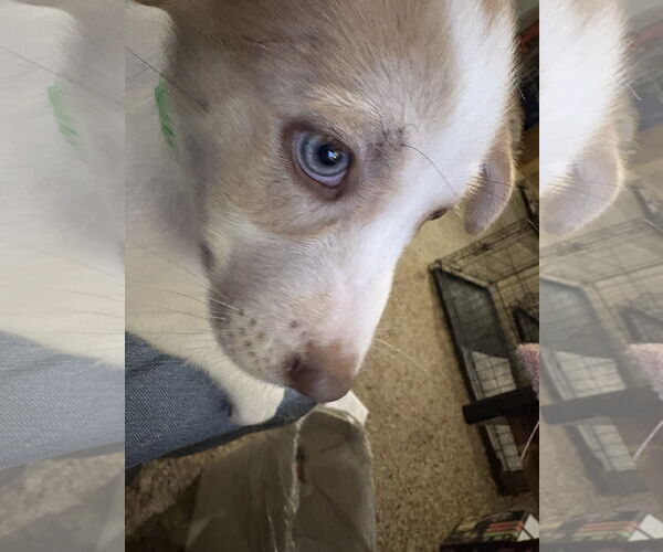 Medium Photo #4 Siberian Husky-Unknown Mix Puppy For Sale in Sanford, FL, USA
