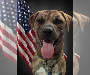 Mastiff-Unknown Mix Dogs for adoption in Westminster, MD, USA