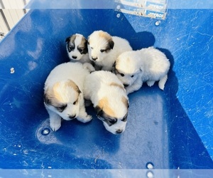 Anatolian Shepherd-Great Pyrenees Mix Puppy for sale in SILOAM SPRINGS, AR, USA