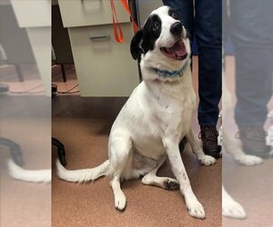 Border Collie-Unknown Mix Dogs for adoption in Ogden, UT, USA