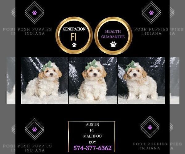Medium Photo #10 Maltipoo Puppy For Sale in WARSAW, IN, USA