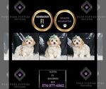 Small Photo #10 Maltipoo Puppy For Sale in WARSAW, IN, USA