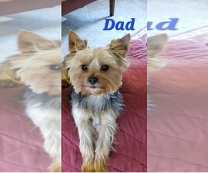 Father of the Yorkshire Terrier puppies born on 03/30/2023