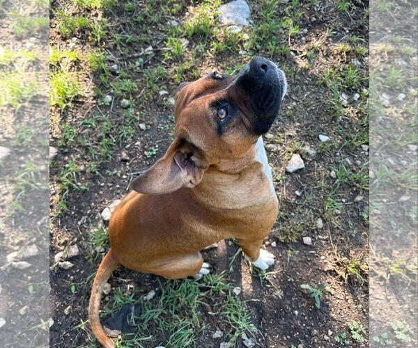 Medium Photo #3 Boxer Puppy For Sale in Dumont, NJ, USA