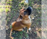 Small #2 Boxer