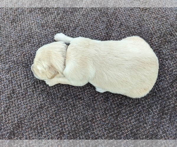 Medium Photo #32 Golden Retriever Puppy For Sale in WOOSTER, OH, USA