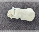 Small Photo #32 Golden Retriever Puppy For Sale in WOOSTER, OH, USA