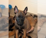 Small #3 Belgian Malinois