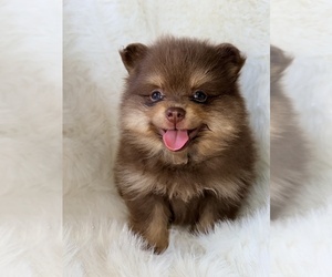 Pomeranian Puppy for sale in JOLIET, IL, USA