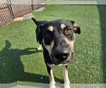 Small #10 Rottweiler Mix