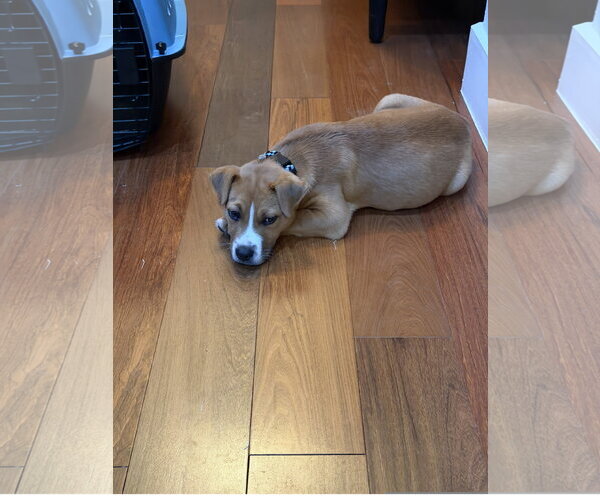 Medium Photo #1 Beagle-Unknown Mix Puppy For Sale in Denton, TX, USA