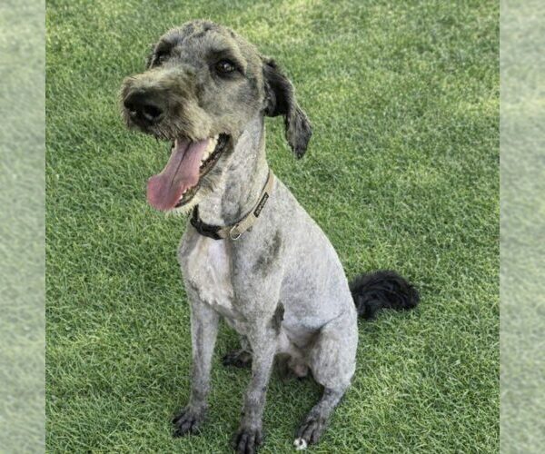 Medium Photo #1 Poodle (Standard) Puppy For Sale in Spring Lake, NC, USA
