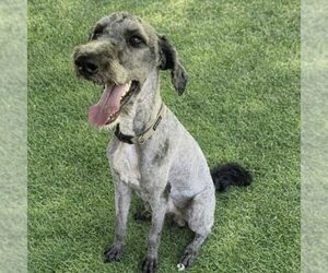 Poodle (Standard) Dogs for adoption in Spring Lake, NC, USA