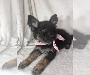 German Shepherd Dog Puppy for sale in GREENFIELD, IN, USA