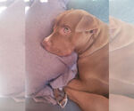 Small #3 American Pit Bull Terrier