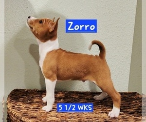 Basenji Puppy for sale in LOMETA, TX, USA