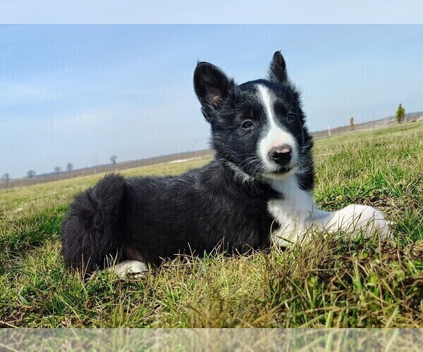 Medium Photo #6 Border Collie Puppy For Sale in NORBORNE, MO, USA