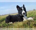 Small #5 Border Collie