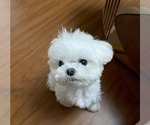 Small #2 Maltese