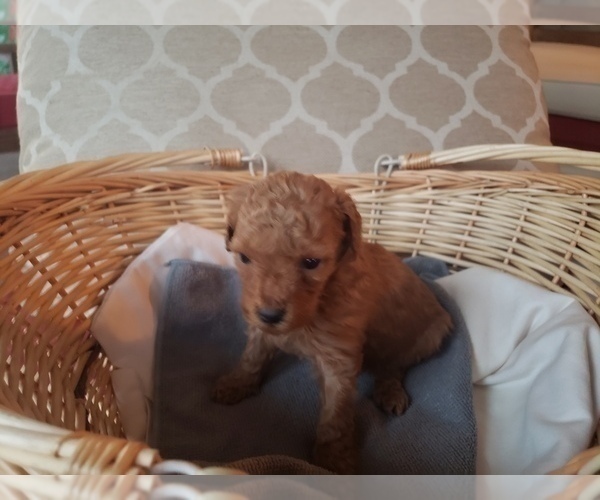 Medium Photo #7 Poodle (Toy) Puppy For Sale in LANSDALE, PA, USA