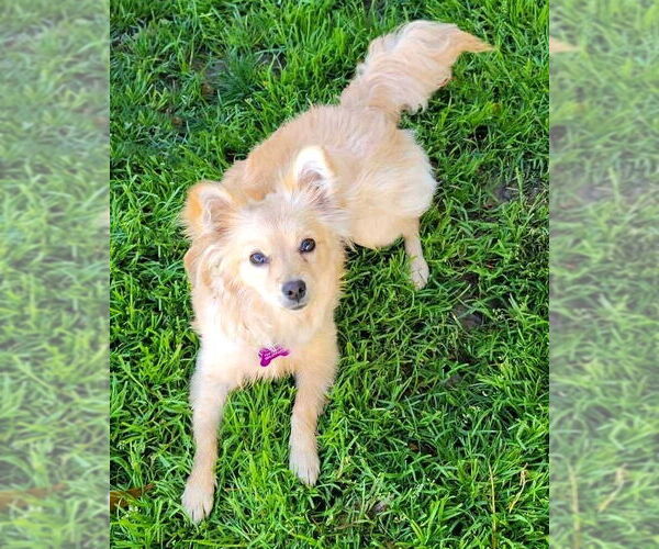 Medium Photo #2 Cockerhuahua Puppy For Sale in Corona, CA, USA