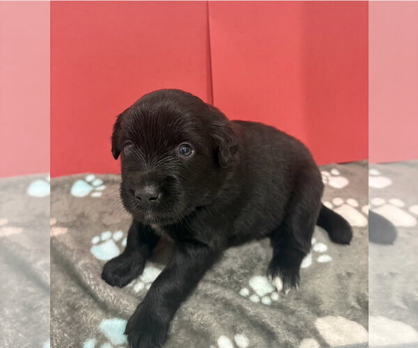Medium Photo #3 Australian Shepherd-Unknown Mix Puppy For Sale in Euless, TX, USA