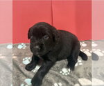 Small #2 Australian Shepherd Mix
