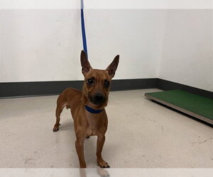 Chihuahua-Unknown Mix Dogs for adoption in Corona, CA, USA