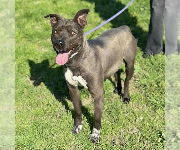 Medium Photo #1 Mutt Puppy For Sale in Modesto, CA, USA