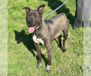 Mutt Dogs for adoption in Modesto, CA, USA