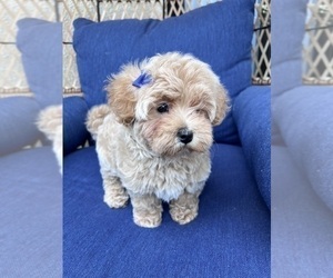 Maltipoo Puppy for sale in LOS ANGELES, CA, USA