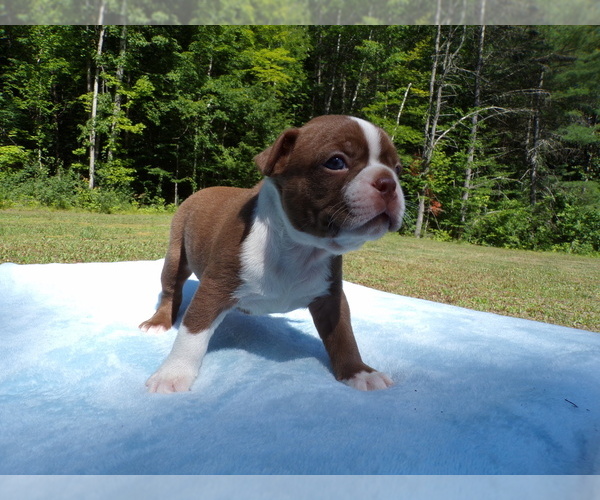 Medium Photo #5 Boston Terrier Puppy For Sale in MONROE, NH, USA