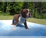 Small Photo #16 Boston Terrier Puppy For Sale in MONROE, NH, USA