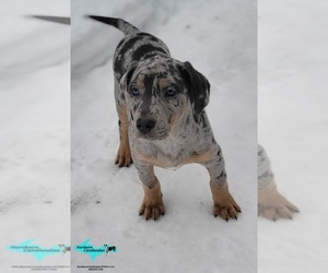 Catahoula Leopard Dog Puppy for sale in MORAN, MI, USA