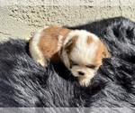 Small #5 Shih Tzu