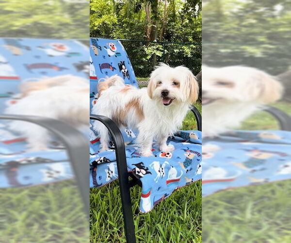 Medium Photo #5 Maltese Puppy For Sale in Weston, FL, USA