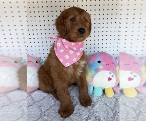 Medium Goldendoodle