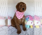 Puppy Fern Goldendoodle