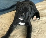 Small Photo #3 Boxer Puppy For Sale in LACEY, WA, USA