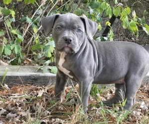 American Bully Puppy for Sale in MAYS LANDING, New Jersey USA