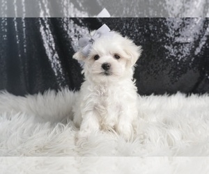 Medium Maltese