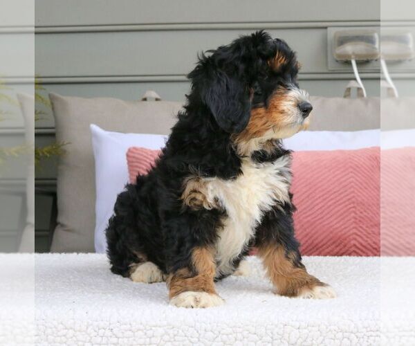 Medium Photo #3 Bernedoodle (Miniature) Puppy For Sale in MORGANTOWN, PA, USA