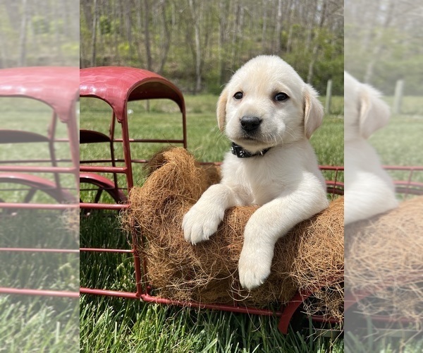 Medium Photo #2 Labrador Retriever Puppy For Sale in NEOLA, WV, USA